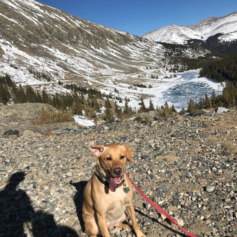 Buckley Simpson Law, Lakewood, CO, Dog Hiking